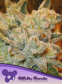 Samen 3x  White Runtz feminisiert Anesia Seeds
